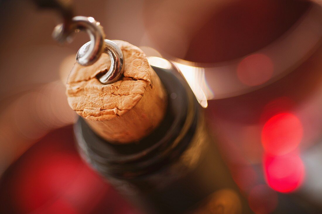 Close up of corkscrew in cork