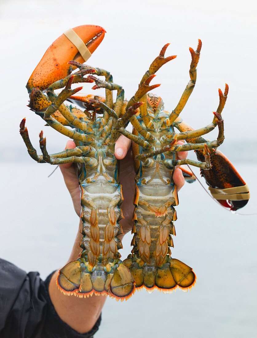 A hand holding two live lobsters