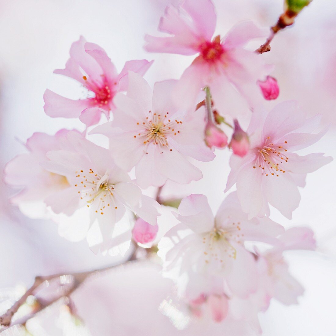 Close up of cherry blossoms