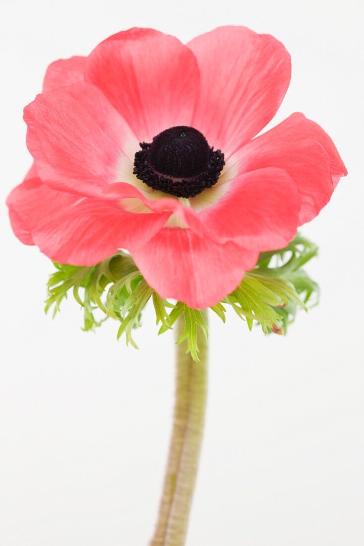 Blühende Anemone