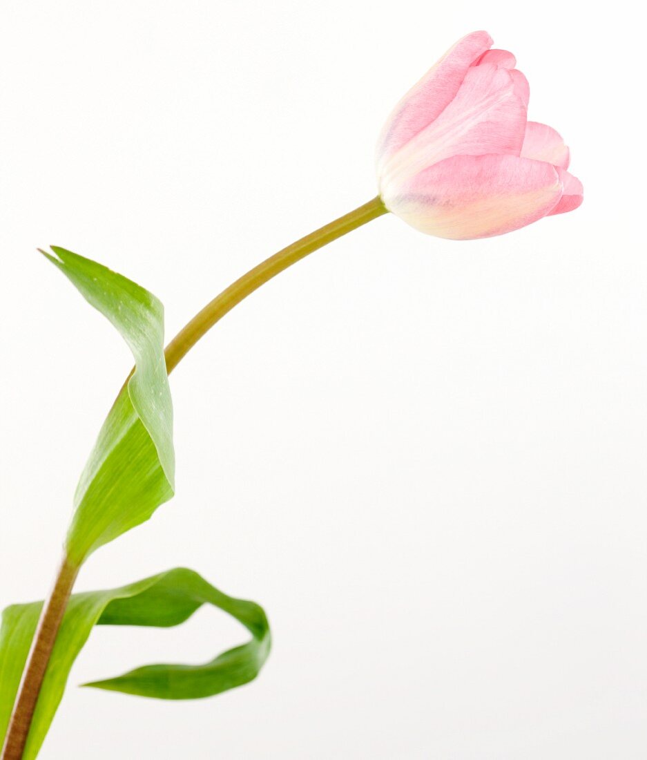 A pink tulip