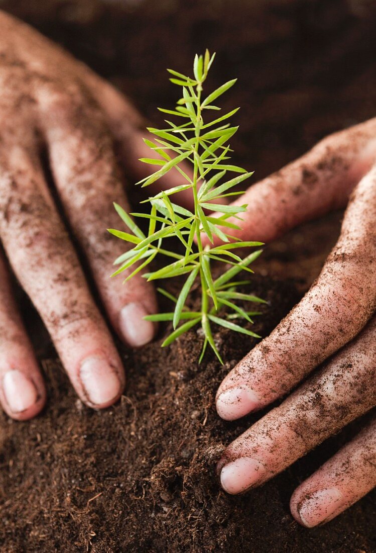 Woman planting sapling