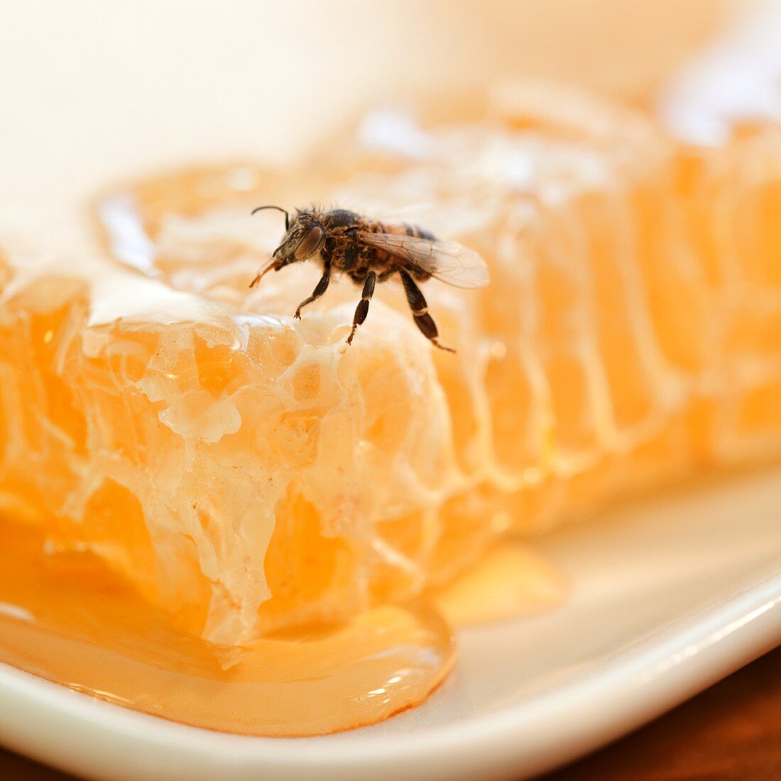 Close up of bee and honeycomb