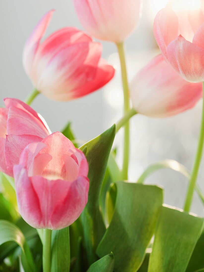 Pink tulips