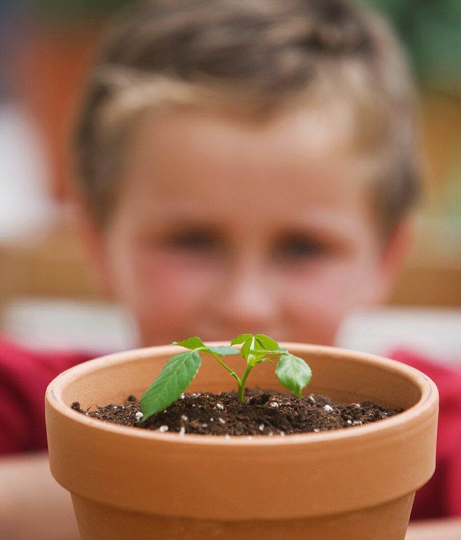 Boy looking at potted plant