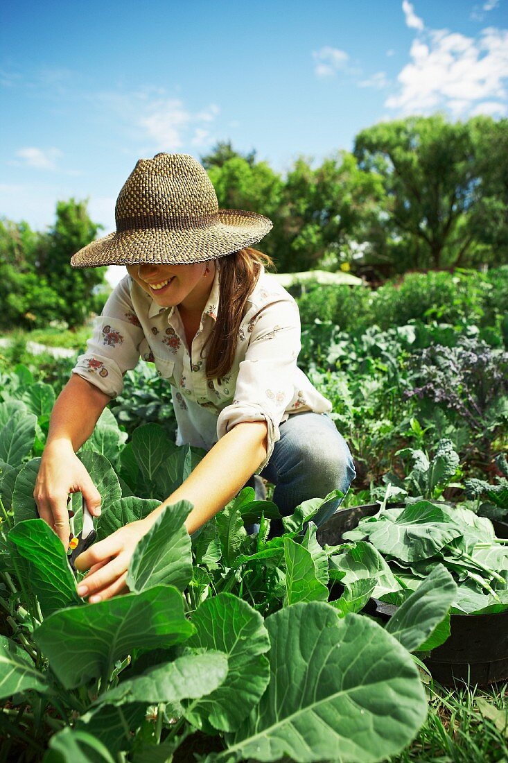 Young woman picking cabbages in field