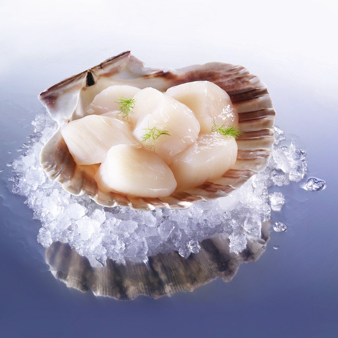 Fresh scallops on ice