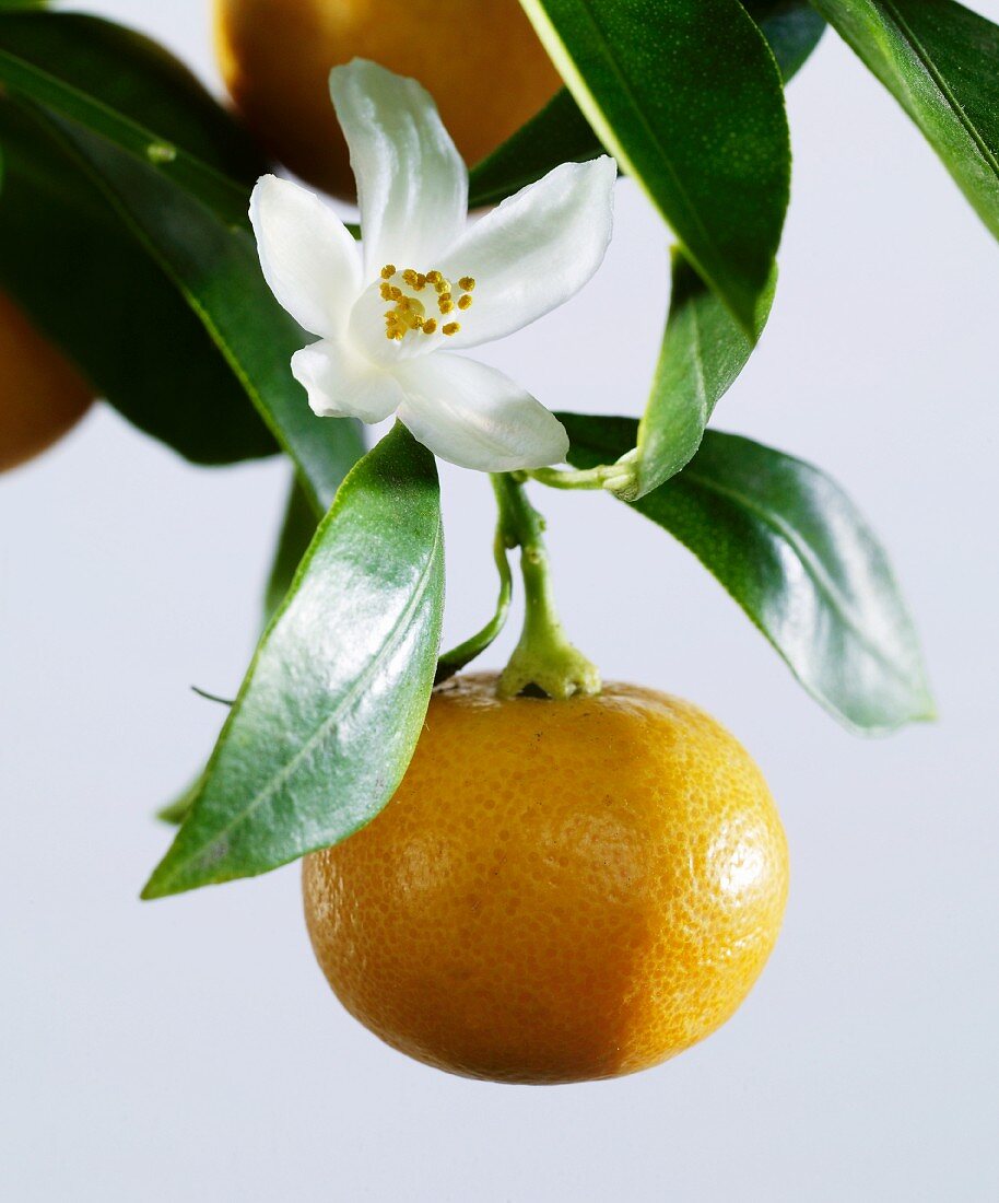 Orangenbaum mit Blüte