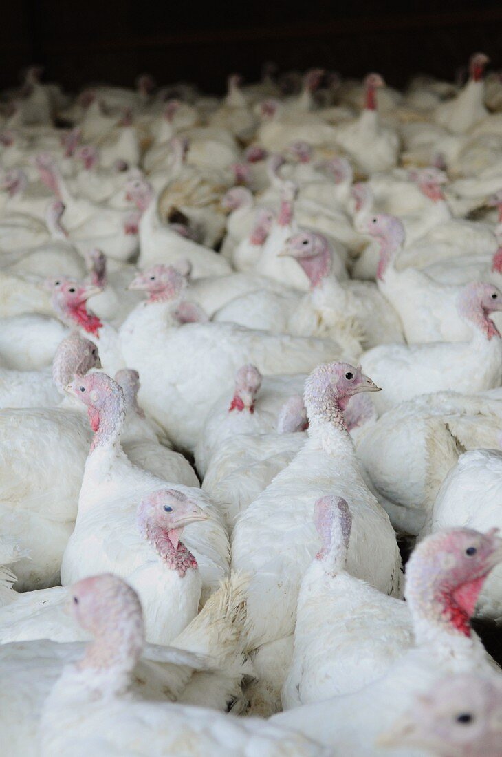 Turkeys on a farm