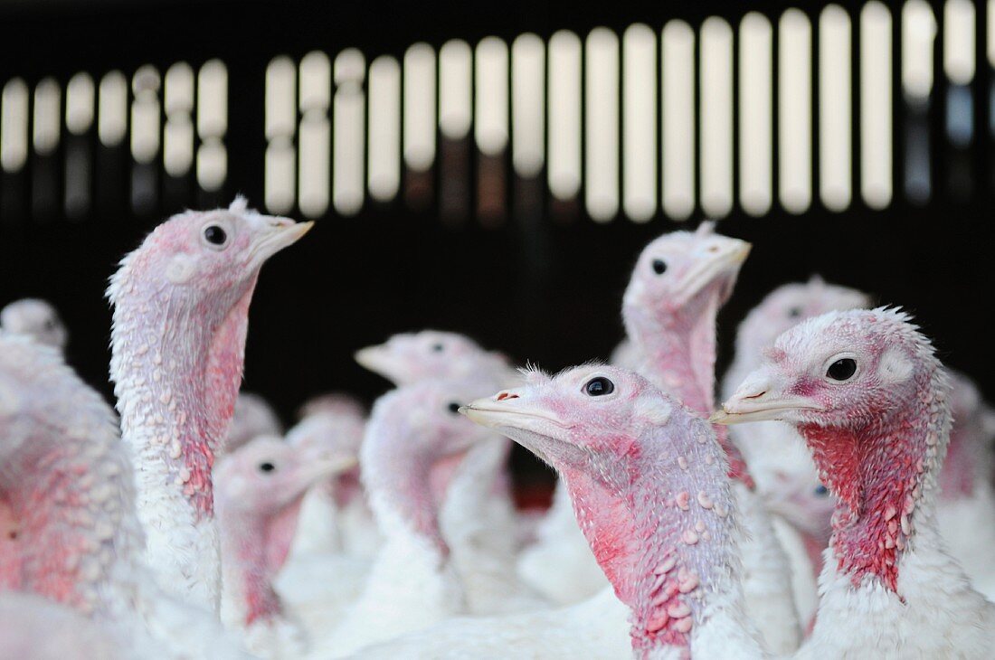Turkeys on a farm.