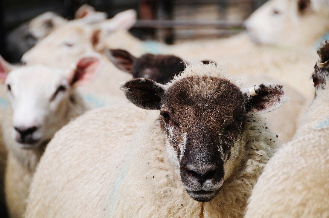 Lebendige Schafe im Stall