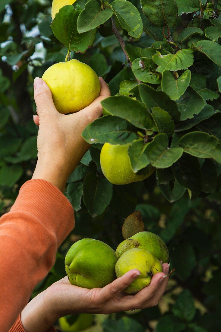 Hand pflückt Quitten vom Baum