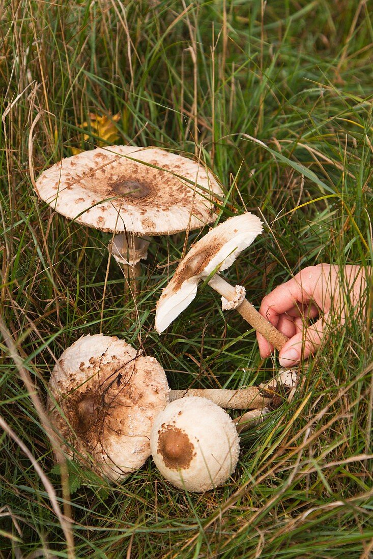 Hand picked parasol mushrooms in the meadow