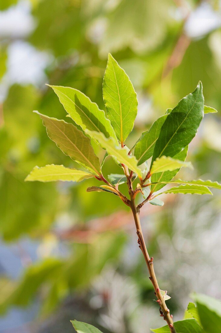 Lorbeerzweig (Laurus nobilis) im Sonnenlicht