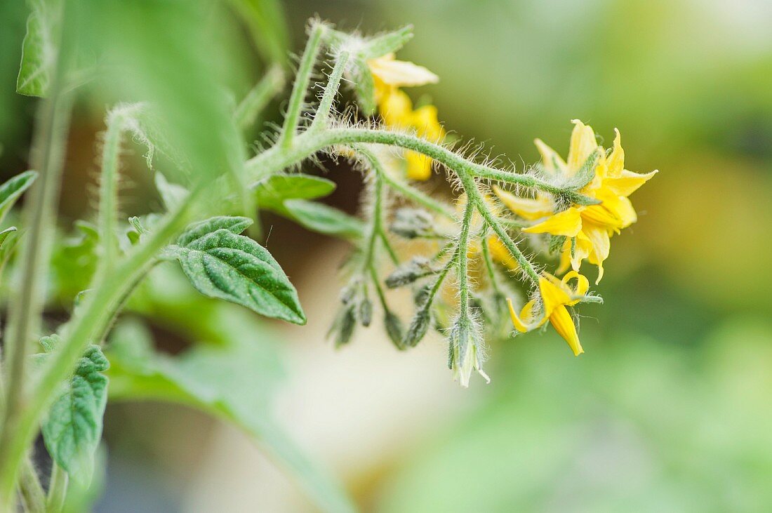 A tomato plant in flower