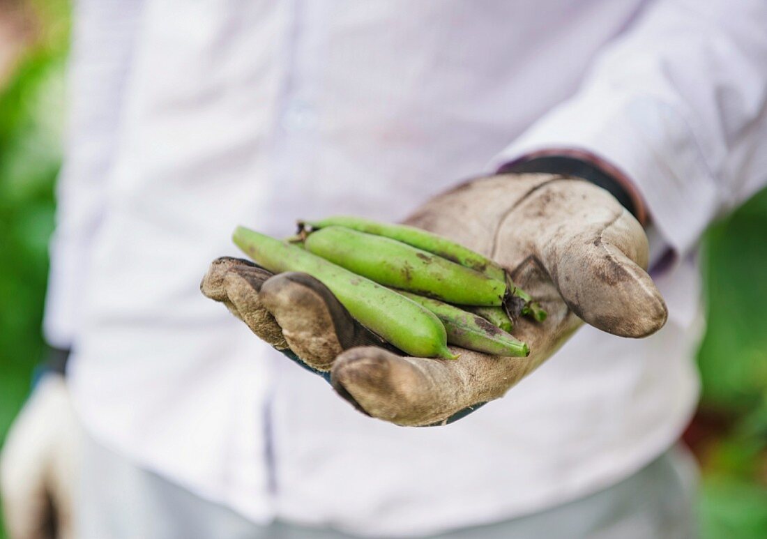 Dicke Bohnenschoten (Vicia faba) auf Hand mit Gartenhandschuh