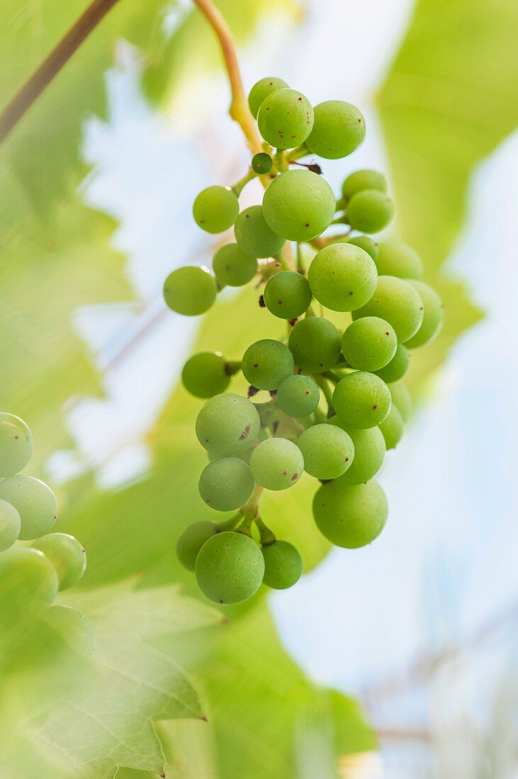 Unripe green grapes on the vine