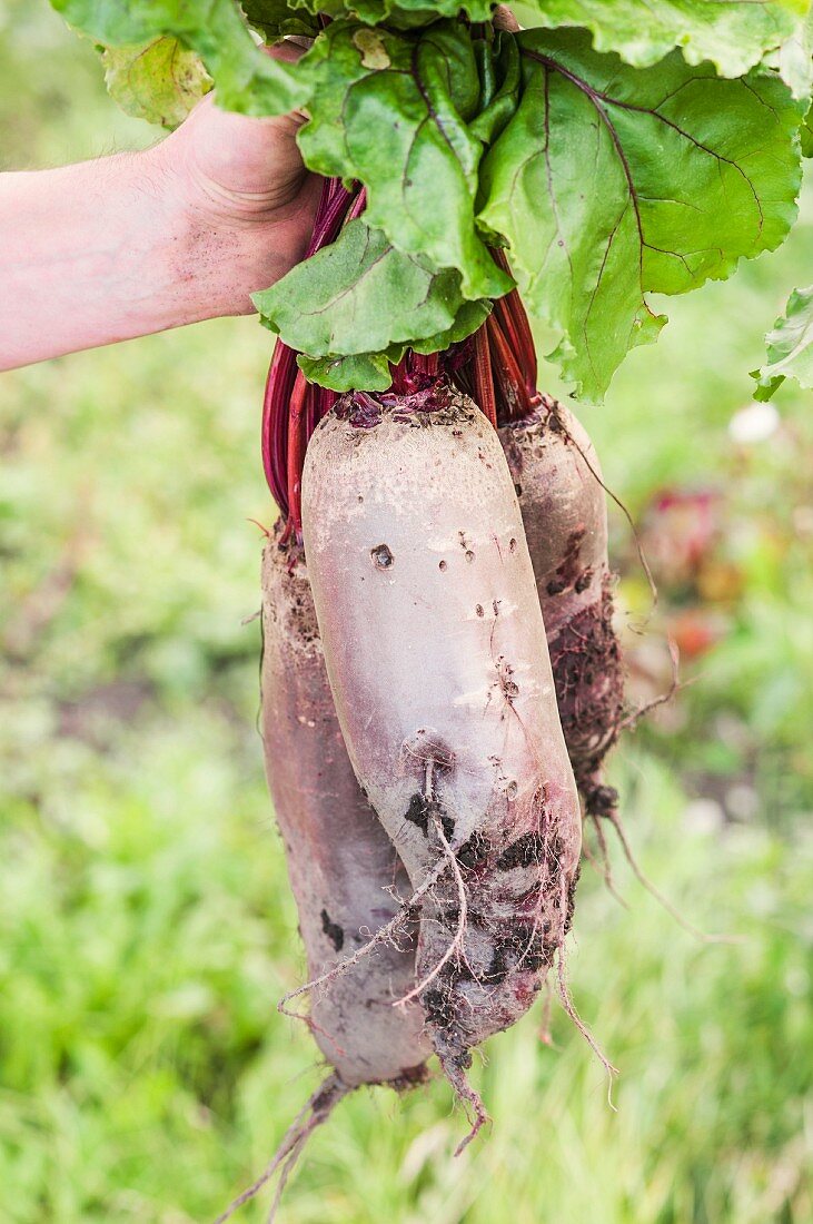 A hand holding freshly harvested beetroot