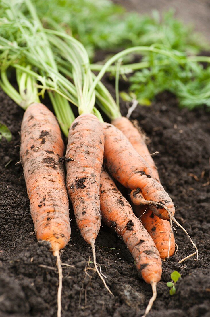 Frisch gezogene Karotten auf der Erde liegend