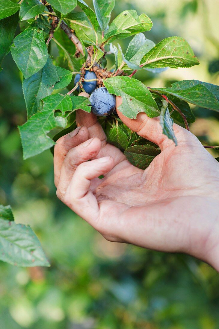 Hand holding a plum on a branch