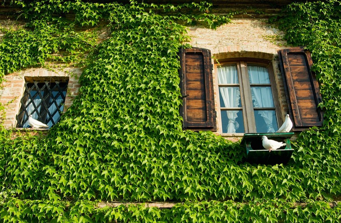 Climber-covered stone facade with windows, wooden shutters and white doves on bird table