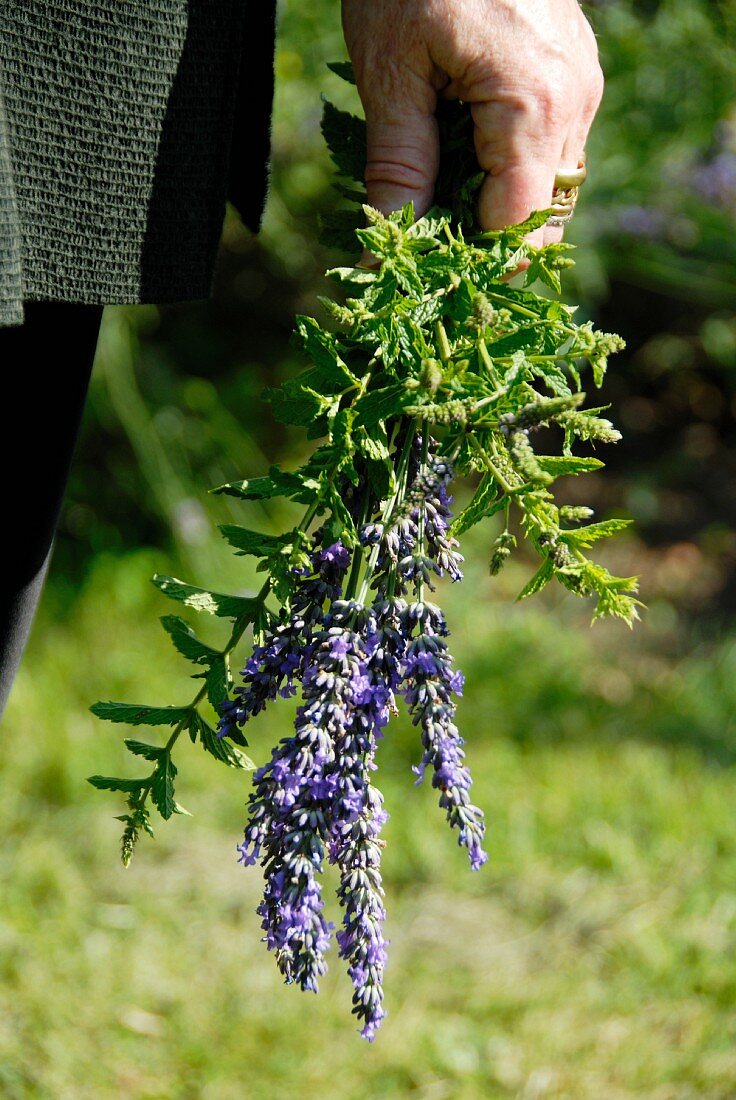 A hand holding a bunch of herbs in a garden