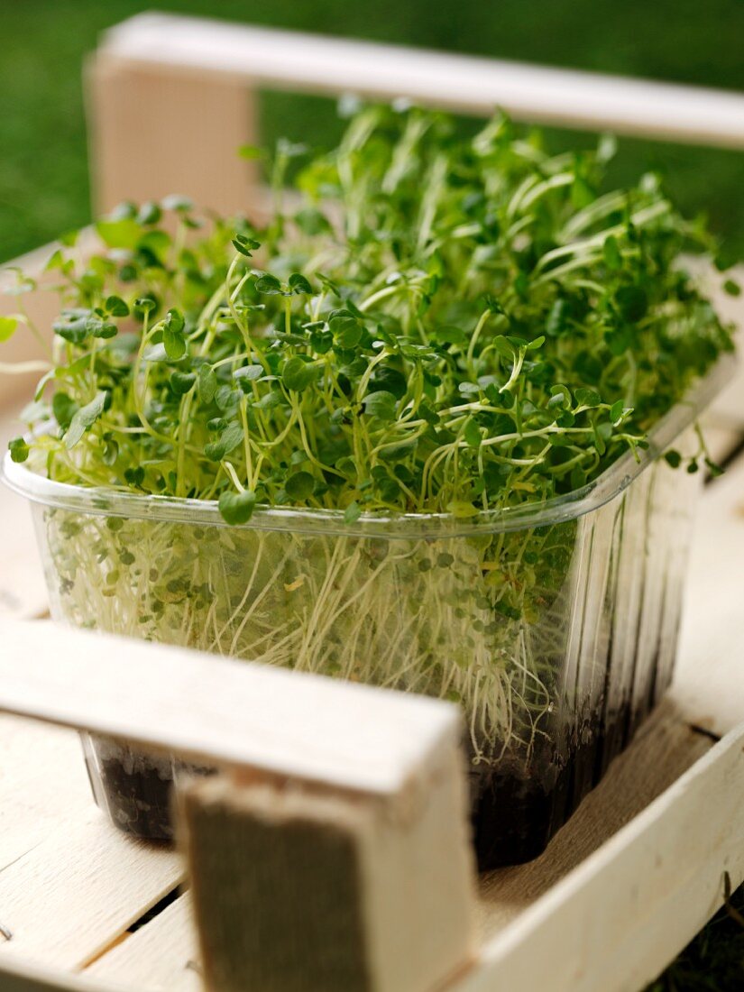 Cress growing in a small plastic container