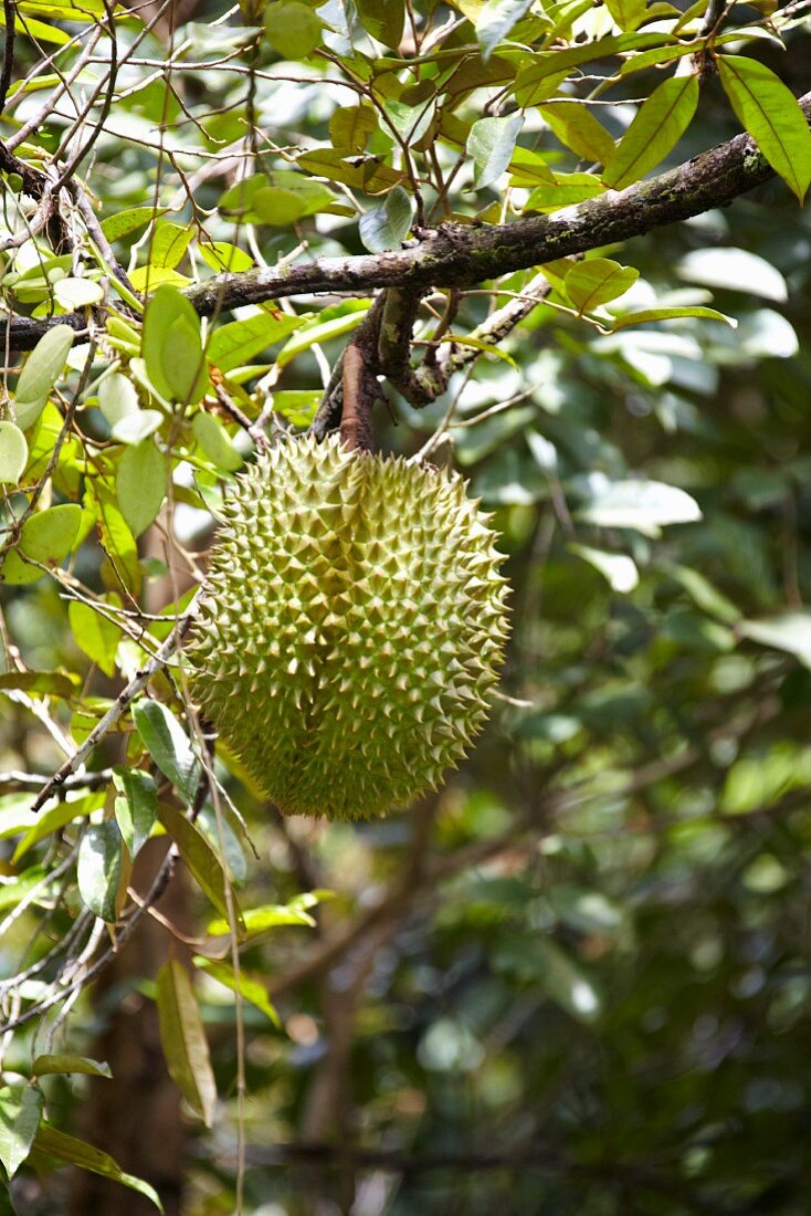 Eine Durian-Frucht am Baum