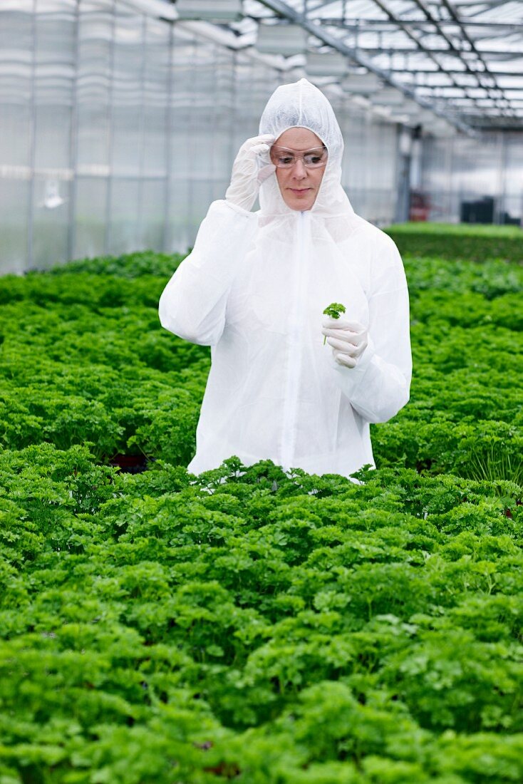 Germany, Bavaria, Munich, Scientist examining parsley plants in greenhouse