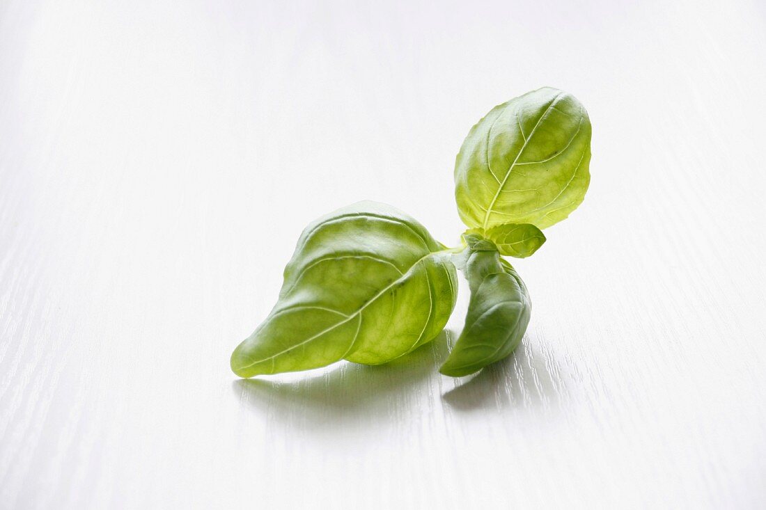 Basil leaves