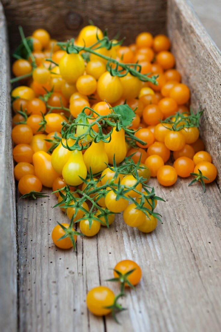 Frisch geerntete, gelbe Tomaten