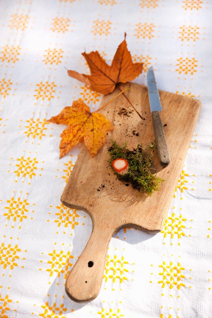 Stumpf eines Reizkers mit Moos, Erdresten, Messer und herbstlichen Ahornblättern