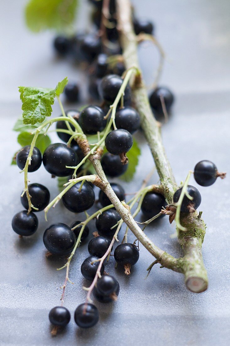 Branch with black currants