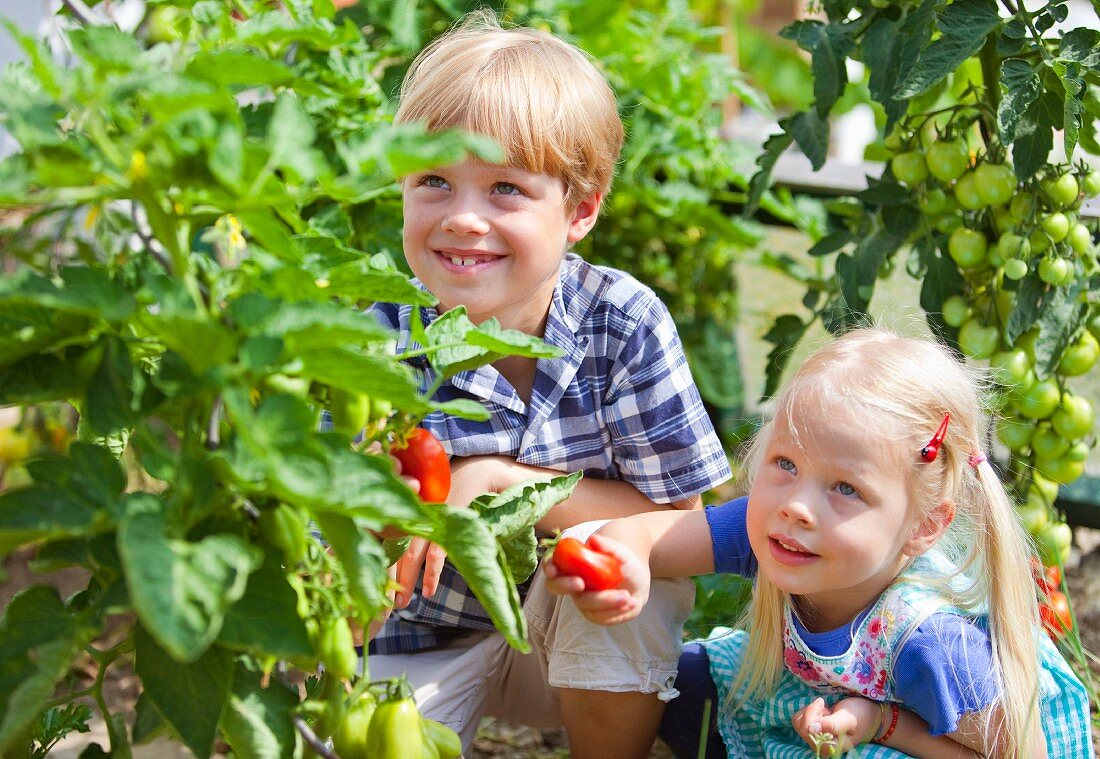 Junge und Mädchen ernten Tomaten im Garten