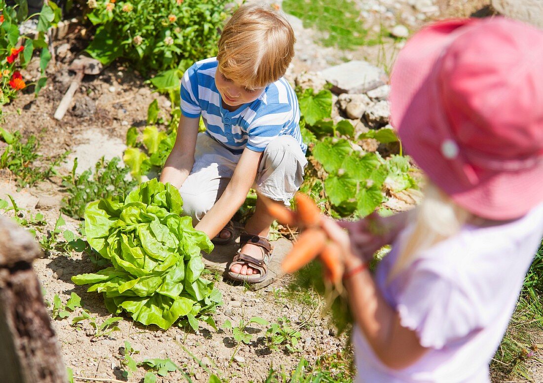Junge und Mädchen ernten Gemüse im Garten