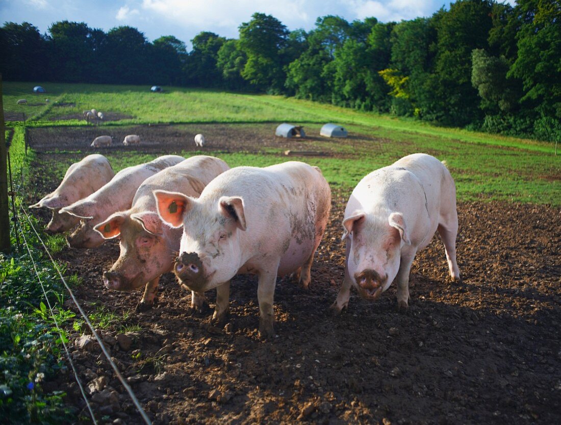 Schweine auf einer Farm