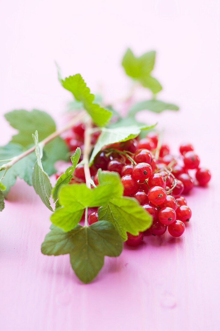Branch with redcurrants