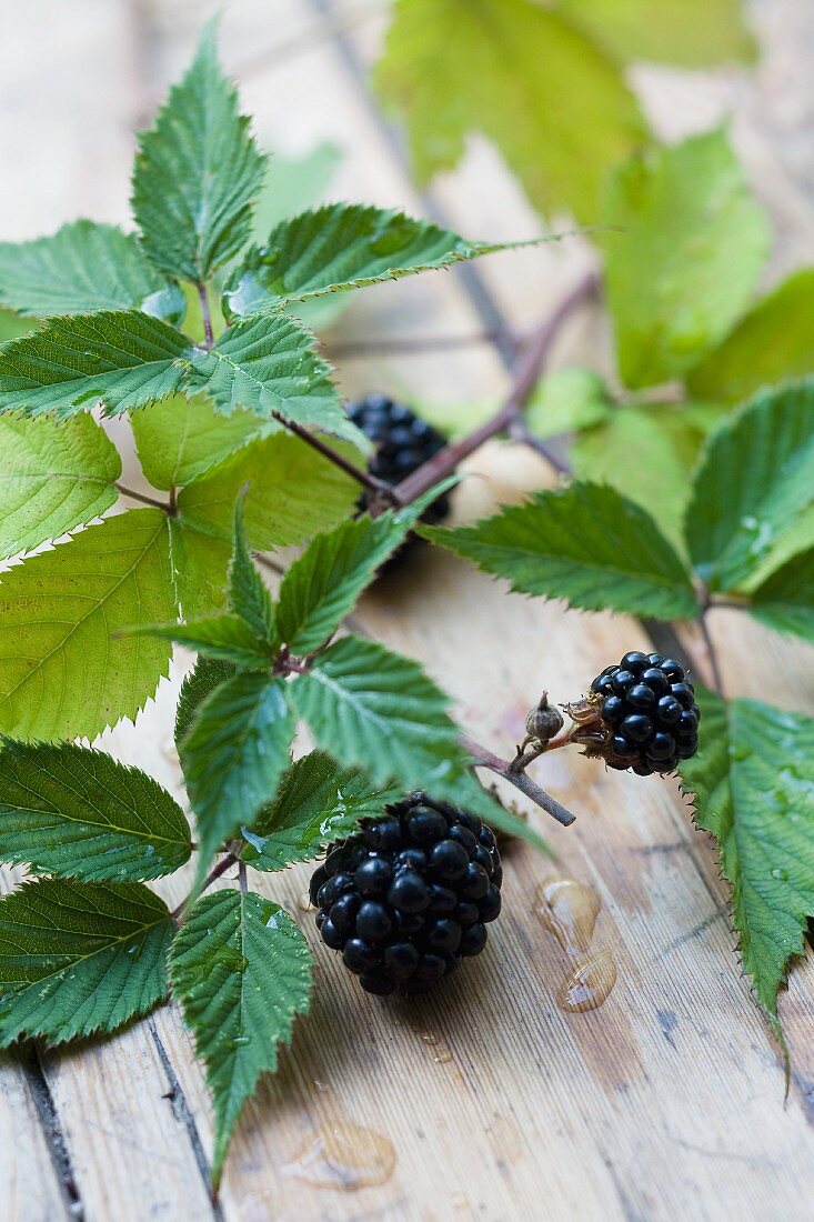 Blackberry branch with blackberries