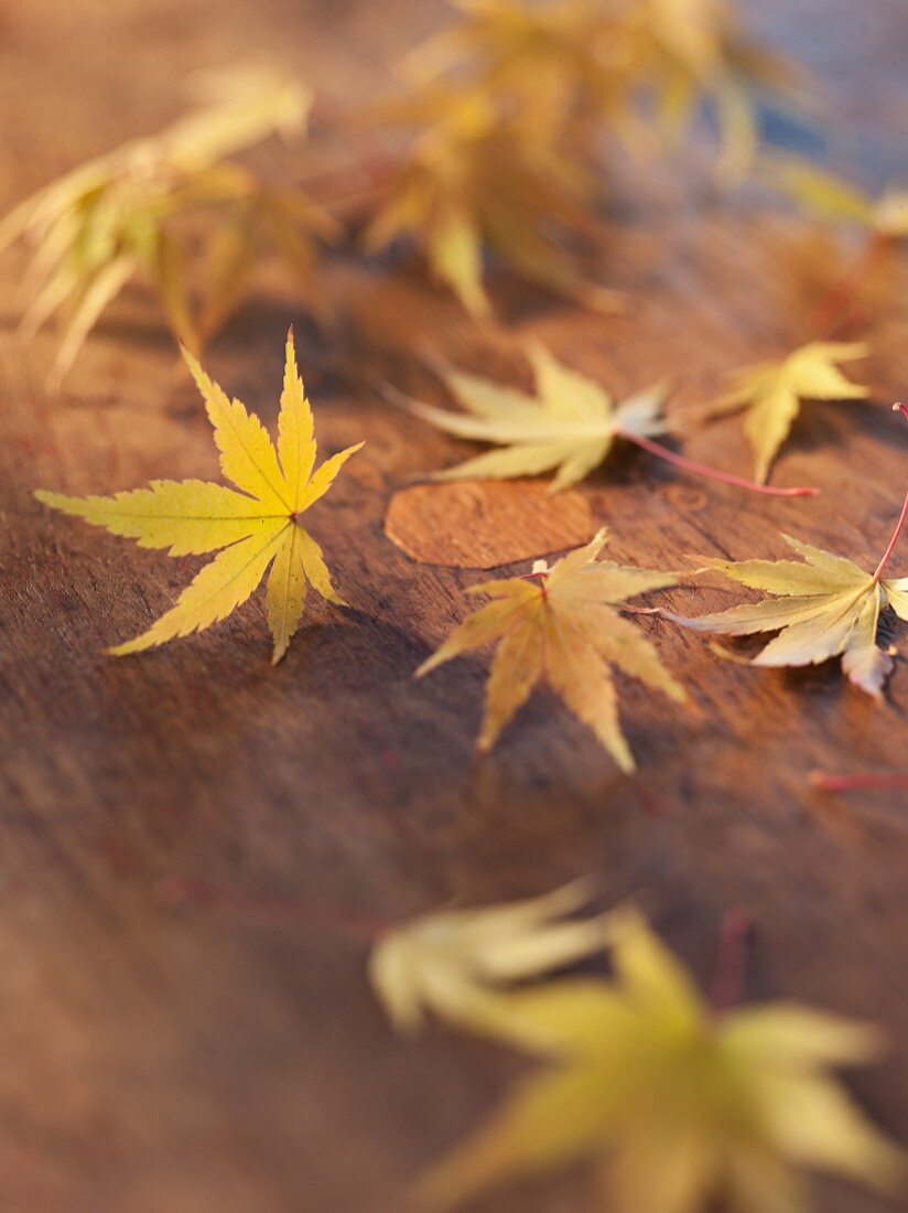 Japanische Ahornblätter, herbstlich verfärbt, auf Holztisch