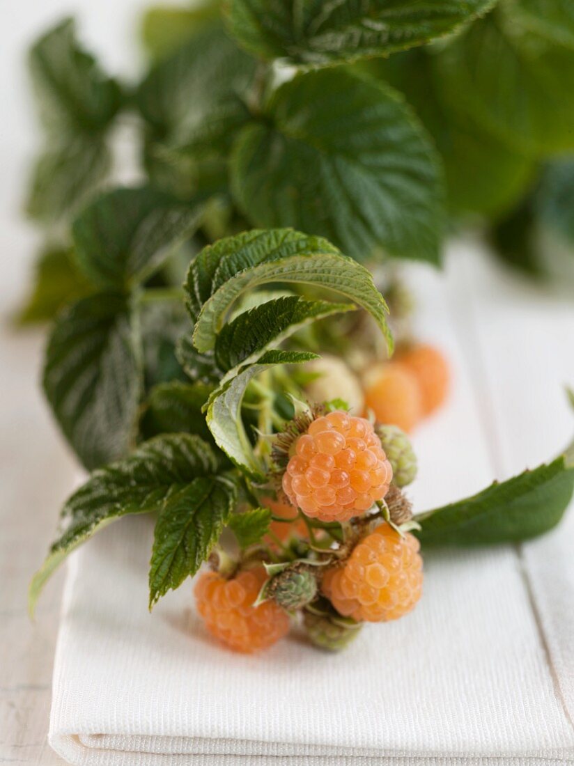 Golden Raspberries with Stems and Leaves