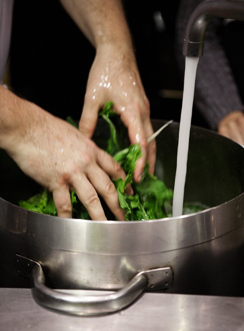 Spinach being washed in cold water