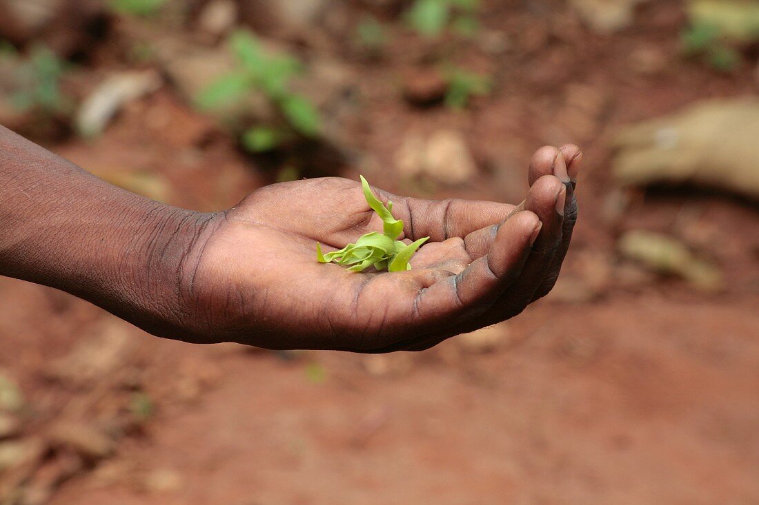 A hand holding ylang-ylang leaves