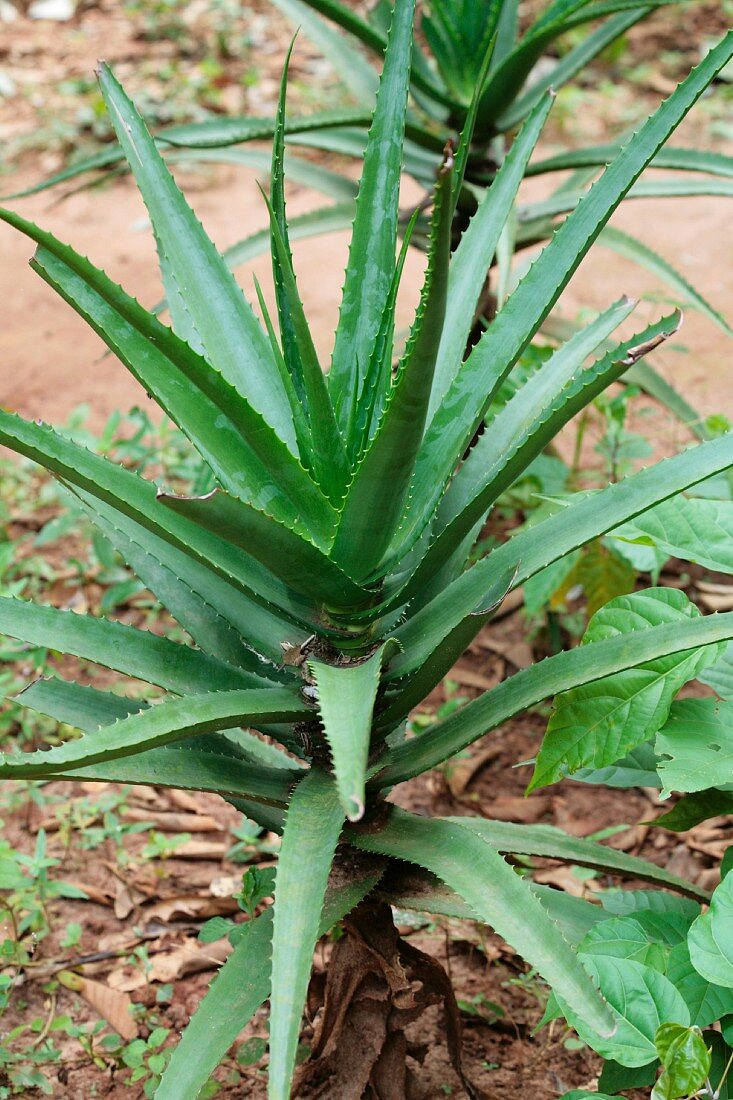 Aloe Vera auf dem Feld