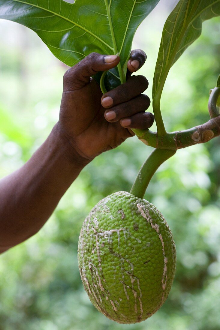 Breadfruit hanging from tree, close-up