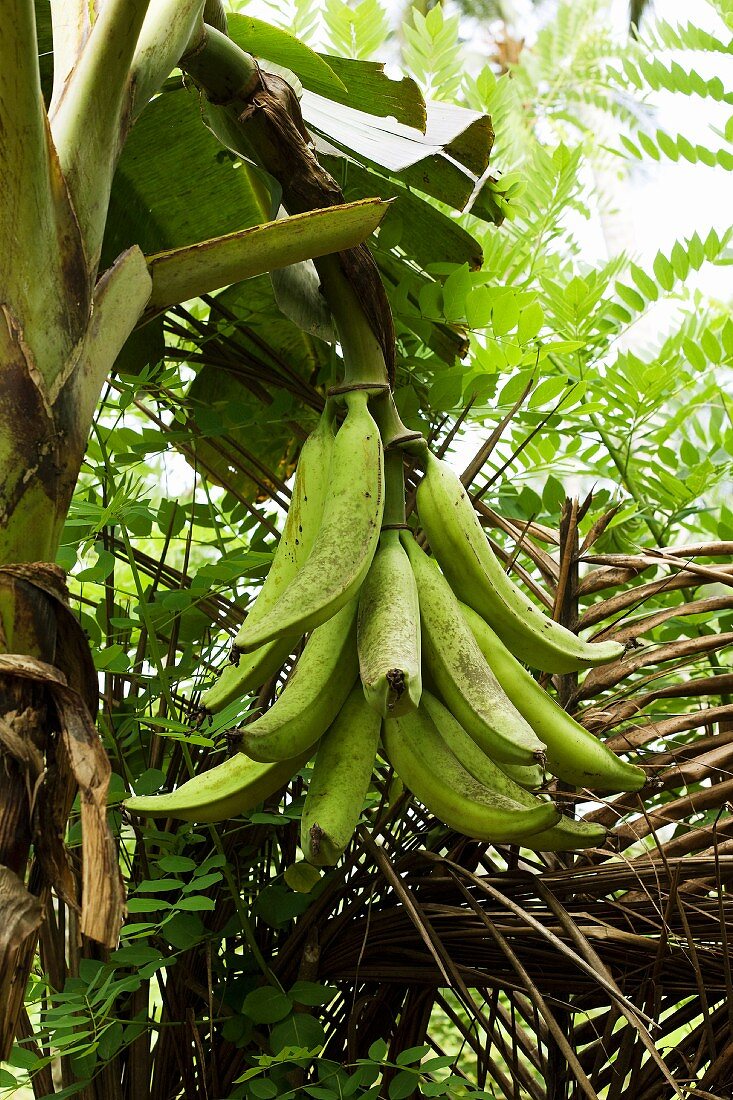 Plantains on the plant