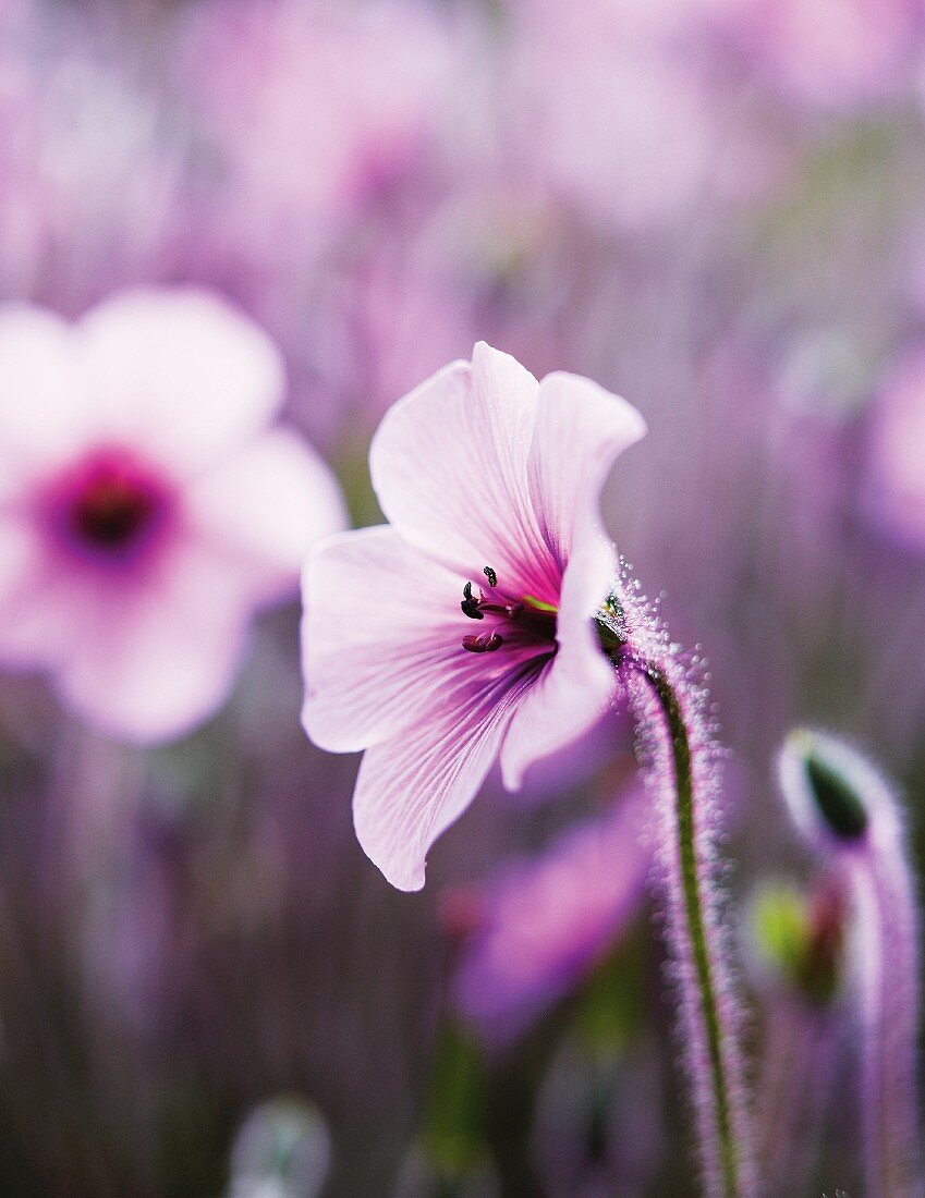 Pink flowers