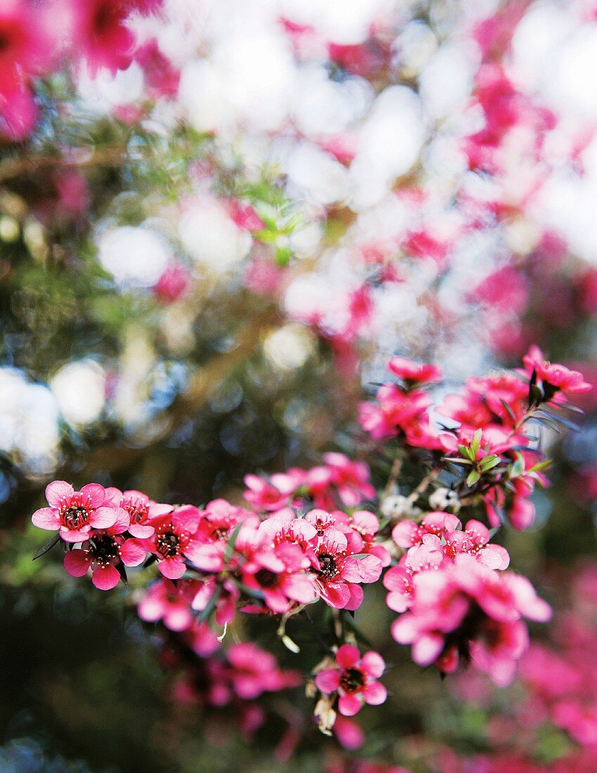 Branch with pink blossom