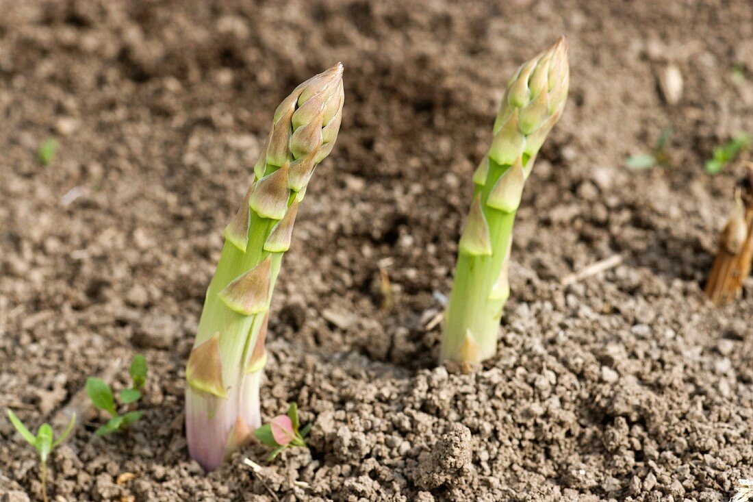 Grüner Spargel in der Erde