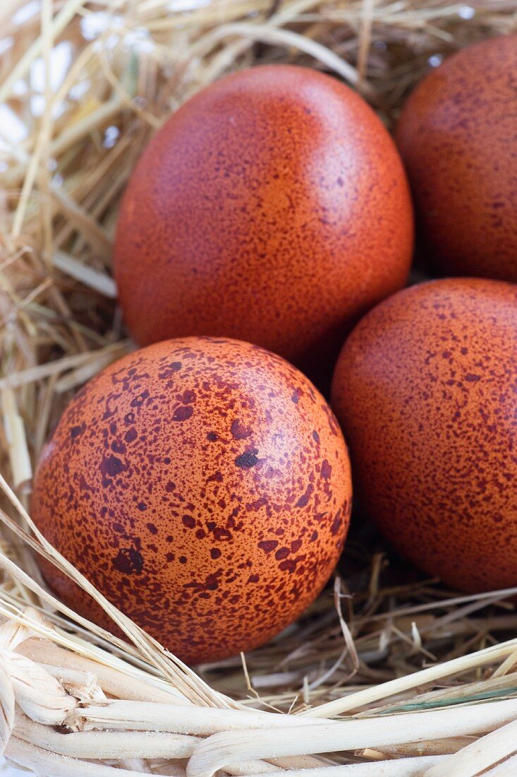 Brown speckled eggs in a nest