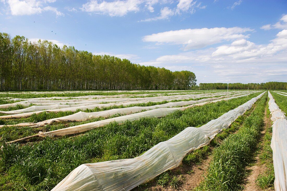 A field of green asparagus